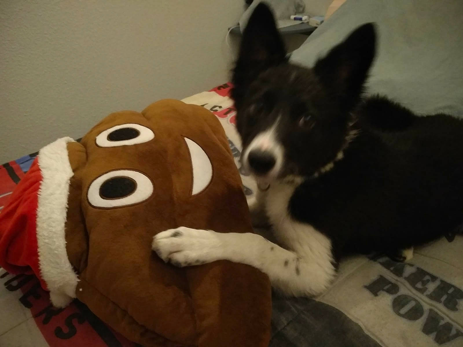 Talia a rejoint le concours — aidez-le/la à gagner de superbes lots ! canidae, carmine, carnivore, companion_dog, dog, dog_breed, dog_supply, fur, herding_dog, mammal, plush, sled_dog, snout, sporting_group, stuffed_toy, terrestrial_animal, toy, whiskers, working_animal, working_dog