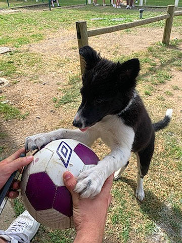 Talia participe au concours pour gagner de l'argent avec cette photo : animal_sports, ball, canidae, carnivore, collar, companion_dog, dog, dog_breed, dog_sports, football, fun, grass, herding_dog, mammal, snout, soccer_ball, sports_equipment, tail, toy, working_animal