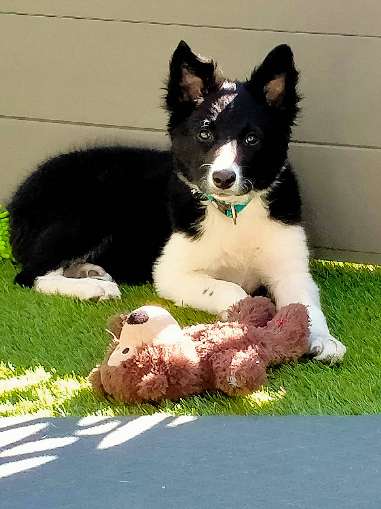 Talia participe au concours pour gagner de l'argent avec cette photo : art, border_collie, canidae, carnivore, companion_dog, dog, dog_breed, dog_sports, dog_supply, fur, grass, herding_dog, lawn, paw, plant, snout, sporting_group, tail, vertebrate, working_dog