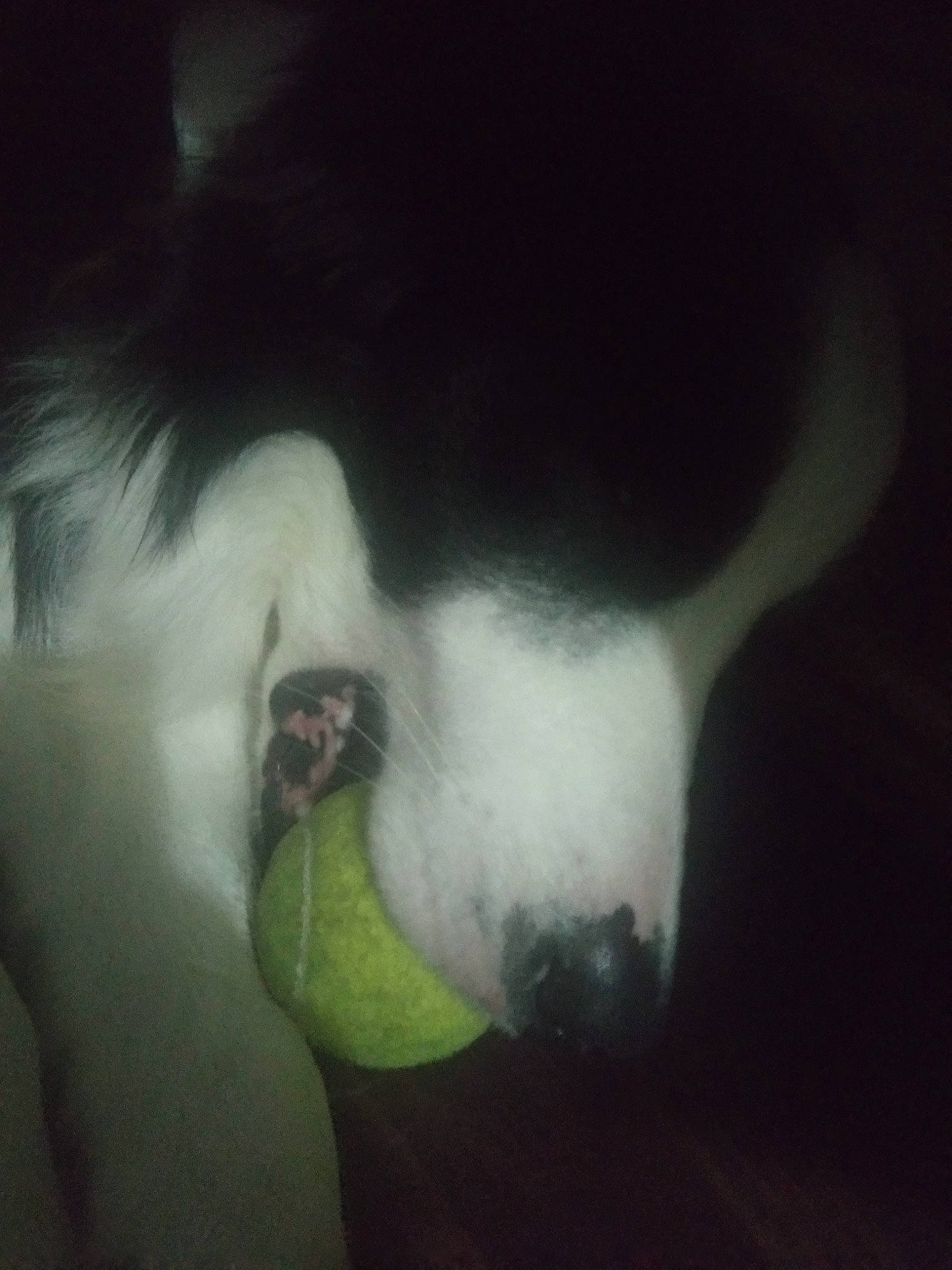 Jack participe au concours pour gagner de l'argent avec cette photo : carnivore, dog, dog_breed, ear, eye, eyelash, fang, felidae, foot, gesture, head, human_body, iris, jaw, neck, nose, small_to_medium_sized_cats, snout, tail, whiskers