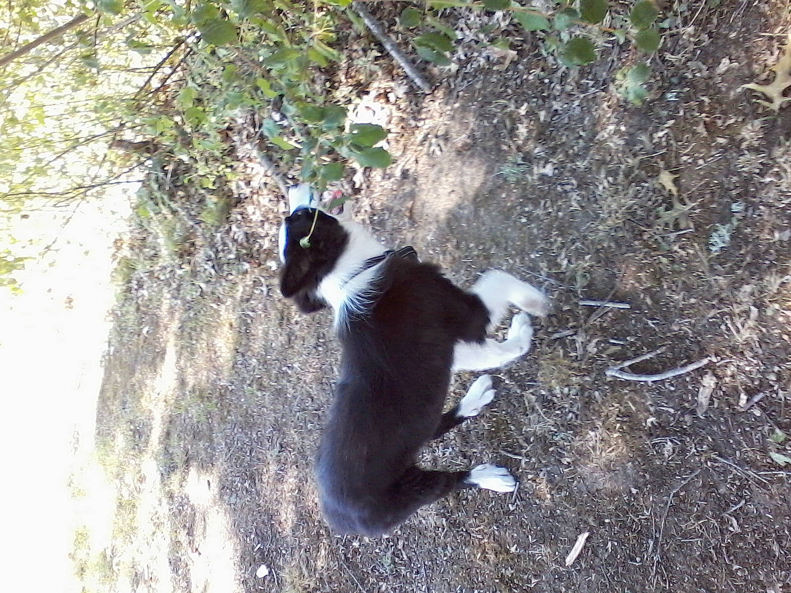 Jack participe au concours pour gagner de l'argent avec cette photo : canidae, carnivore, cat, dog_breed, domestic_short_haired_cat, felidae, fur, grass, paw, plant, shadow, small_to_medium_sized_cats, soil, tail, terrestrial_animal, tree, trunk, twig, whiskers, wood