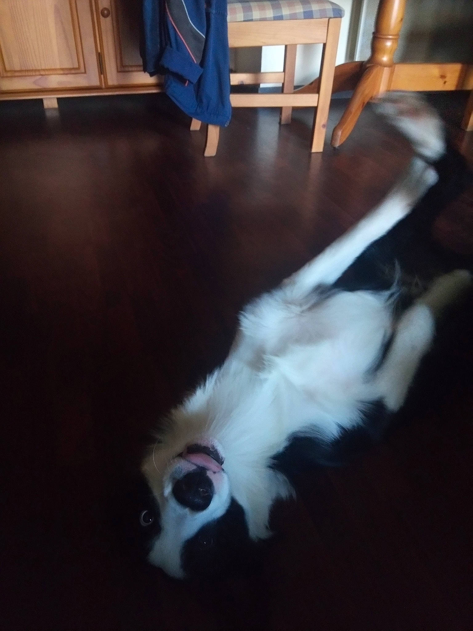 Jack a rejoint le concours — aidez-le/la à gagner de superbes lots ! cabinetry, canidae, carnivore, cat, companion_dog, dog_breed, fawn, felidae, flooring, foot, fur, hardwood, paw, room, small_to_medium_sized_cats, sporting_group, tail, whiskers, wood, wood_stain