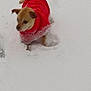 dog, red_sweater, snow, winter, outdoor, small_dog, animal, pet, cold, fur, walking, nature, white_background, blurred, canine, snowy_ground, clothing, cute, weather, fur_color_brown