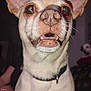 dog, close_up, pet, animal, indoor, collar, ears, teeth, mouth_open, fur, canine, face, whiskers, brown_eyes, domestic_animal, looking_up, light_reflection, portrait, snout, curious