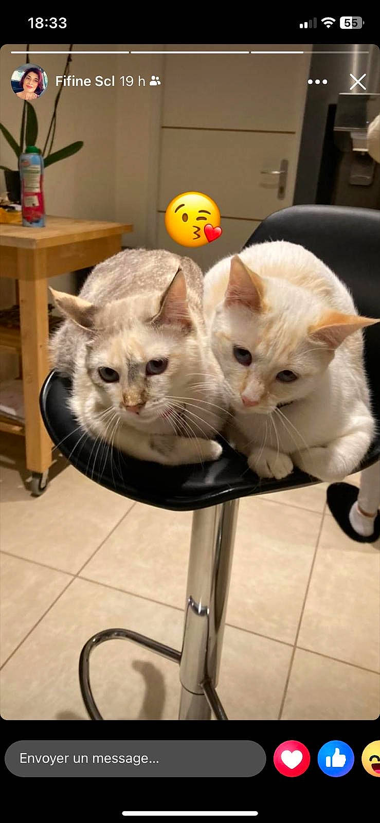 Shabana Et Bianca a rejoint le concours — aidez-le/la à gagner de superbes lots ! abyssinian, animal, barstool, cat, citrusfruit, computerhardware, desk, diningtable, electronics, food, fruit, furniture, indoors, kitten, lighting, person, pet, plant, produce, table