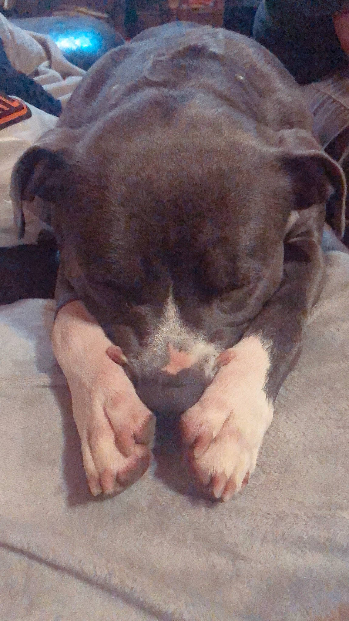 Anouk a rejoint le concours — aidez-le/la à gagner de superbes lots ! american_bulldog, american_pit_bull_terrier, bandog, canidae, carnivore, dog, dog_breed, fawn, mammal, non_sporting_group, pit_bull, puppy, snout, sporting_group