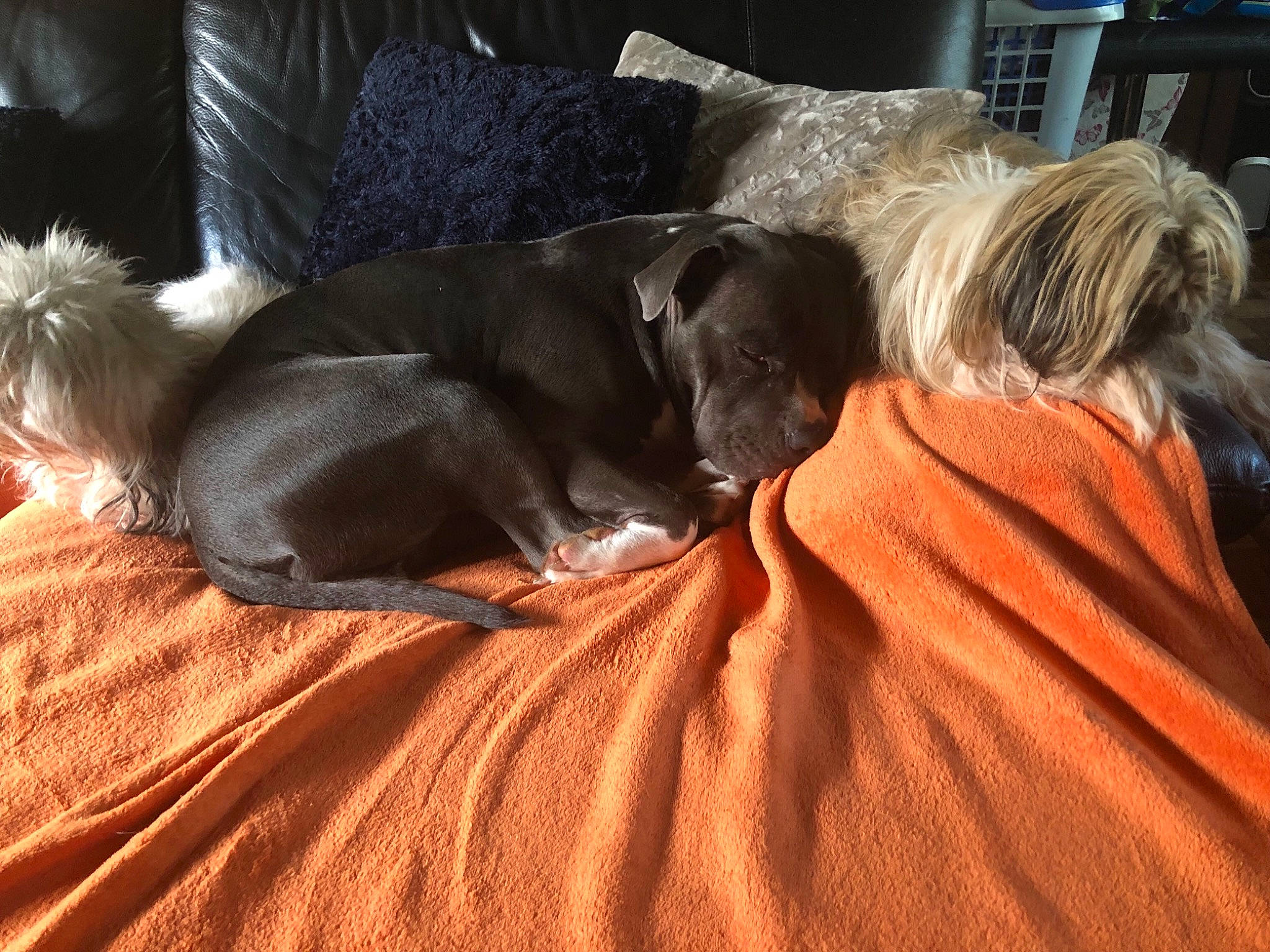 Anouk participe au concours pour gagner de l'argent avec cette photo : canidae, carnivore, companion_dog, dog, dog_breed, nap, puppy, sporting_group