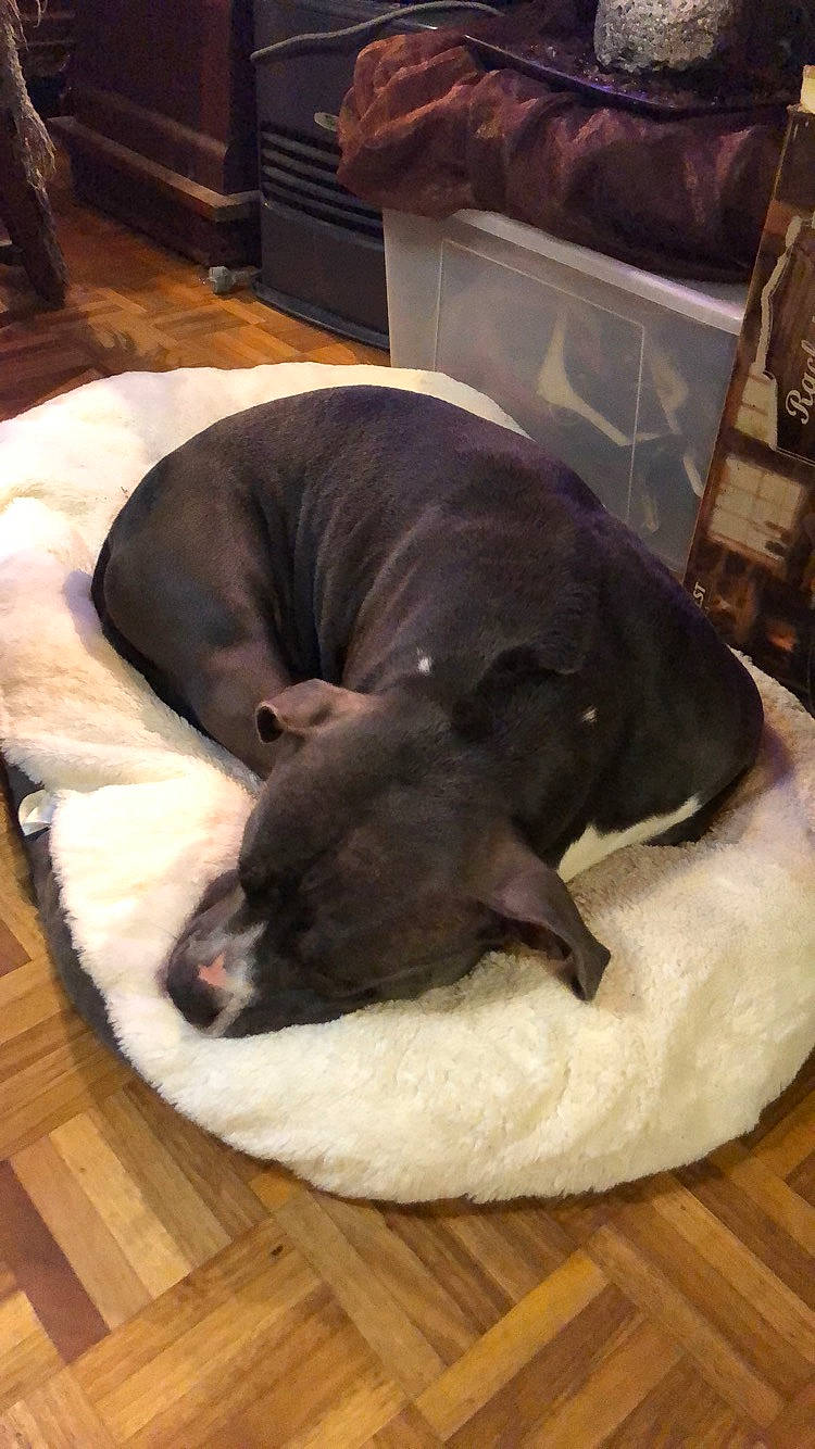 Anouk a rejoint le concours — aidez-le/la à gagner de superbes lots ! american_pit_bull_terrier, canidae, carnivore, companion_dog, dog, dog_breed, fawn, furniture, guard_dog, nap, non_sporting_group, puppy, sleep, snout, sporting_group, tail