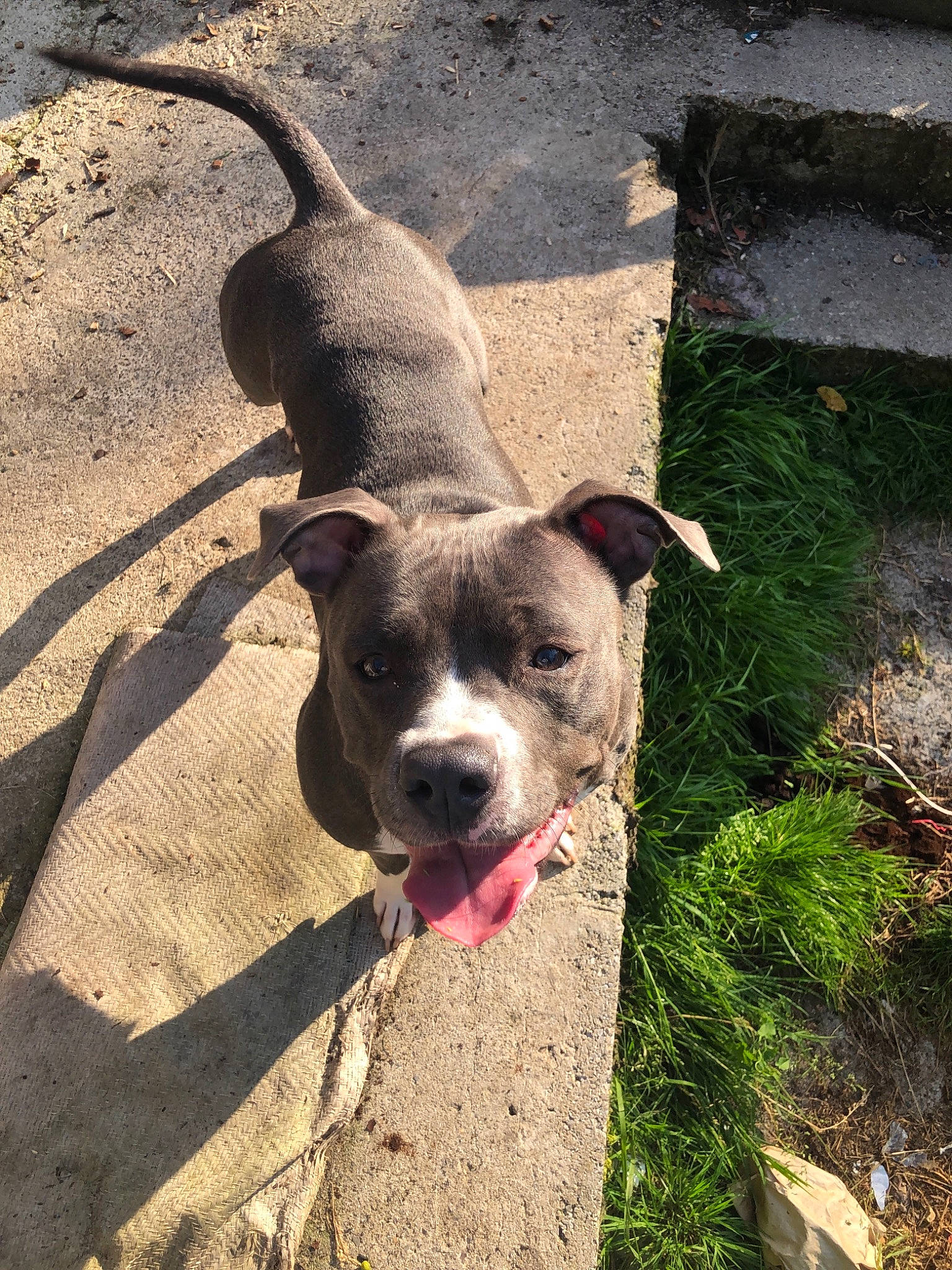 Anouk a rejoint le concours — aidez-le/la à gagner de superbes lots ! alaunt, american_bulldog, american_pit_bull_terrier, american_staffordshire_terrier, bully_kutta, canidae, carnivore, catahoula_bulldog, dog, dog_breed, fawn, mammal, molosser, non_sporting_group, perro_de_presa_canario, pit_bull, snout, sporting_group, staffordshire_bull_terrier, vertebrate