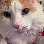 Remi is registered to the contest to win money with this photo: cat, close_up, fluffy, white, orange, pink_nose, whiskers, eyes, pet, animal, fur, cute, indoor, resting, cozy, face, portrait, floral, fabric, soft