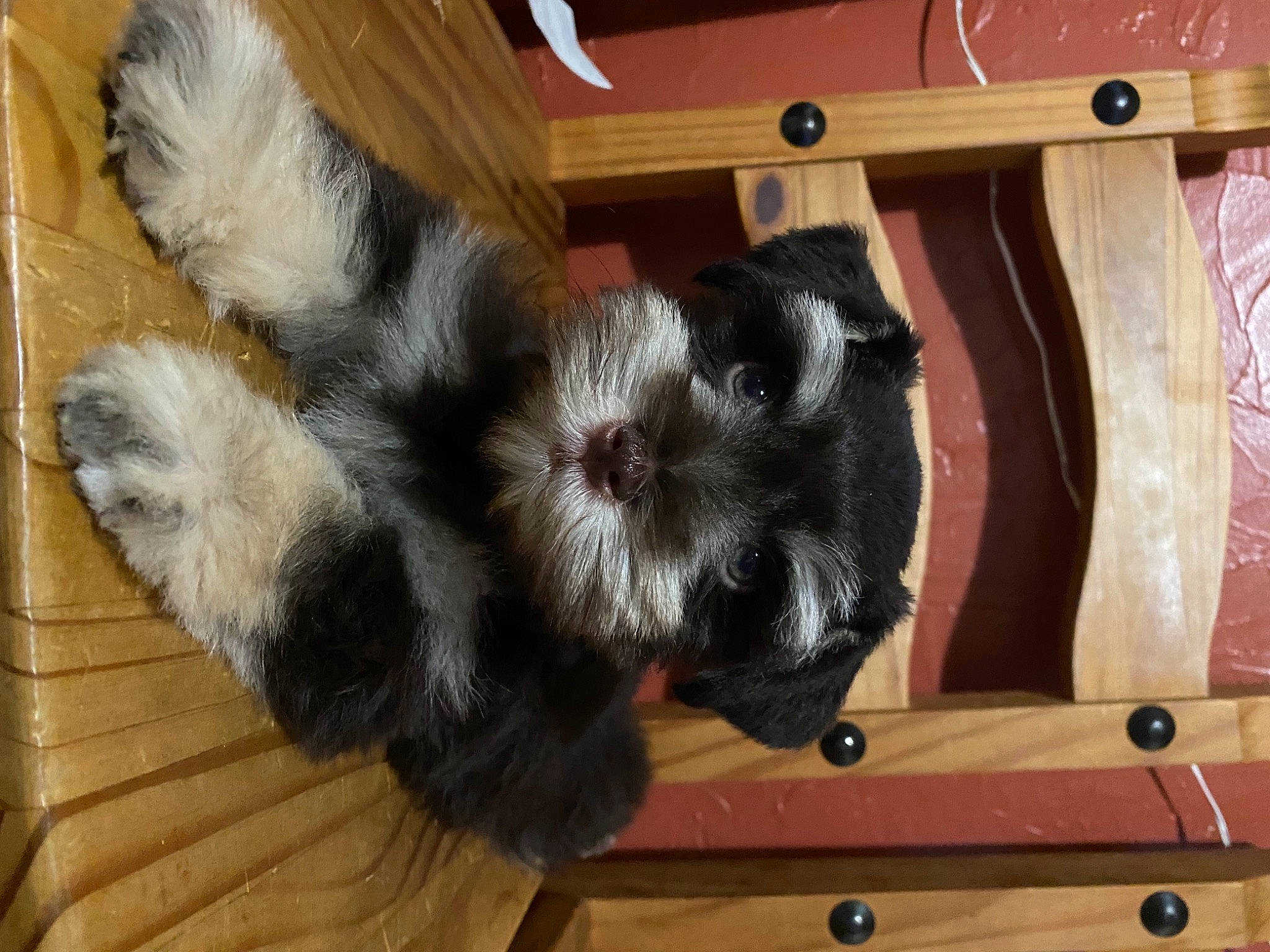 Smiley joined the competition — help win amazing prizes! canidae, carnivore, claw, companion_dog, dog, dog_breed, foot, fur, hardwood, paw, sporting_group, tail, terrestrial_animal, whiskers, wood, working_animal