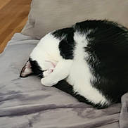 Desi joined the competition — help win amazing prizes! cat, black_and_white, sleeping, curled_up, bed, bedding, indoor, pet, furry, animal, cozy, relaxed, resting, paw, closed_eyes, whiskers, portrait, soft_lighting, home, cuddly
