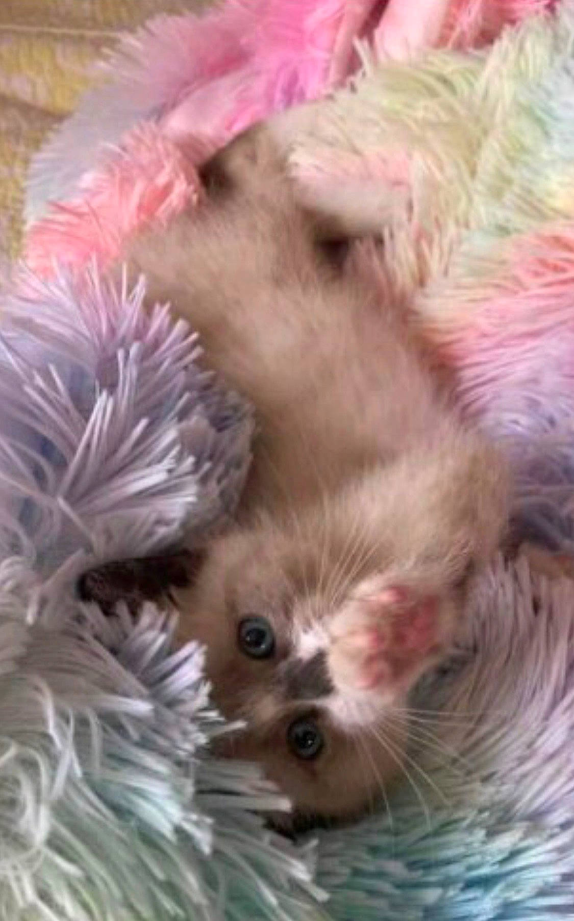 Fabio joined the competition — help win amazing prizes! canidae, carnivore, close_up, companion_dog, dog_breed, fawn, felidae, fur, liver, mustelidae, petal, pink, plant, small_to_medium_sized_cats, snout, terrestrial_animal, toy, toy_dog, whiskers, wildlife