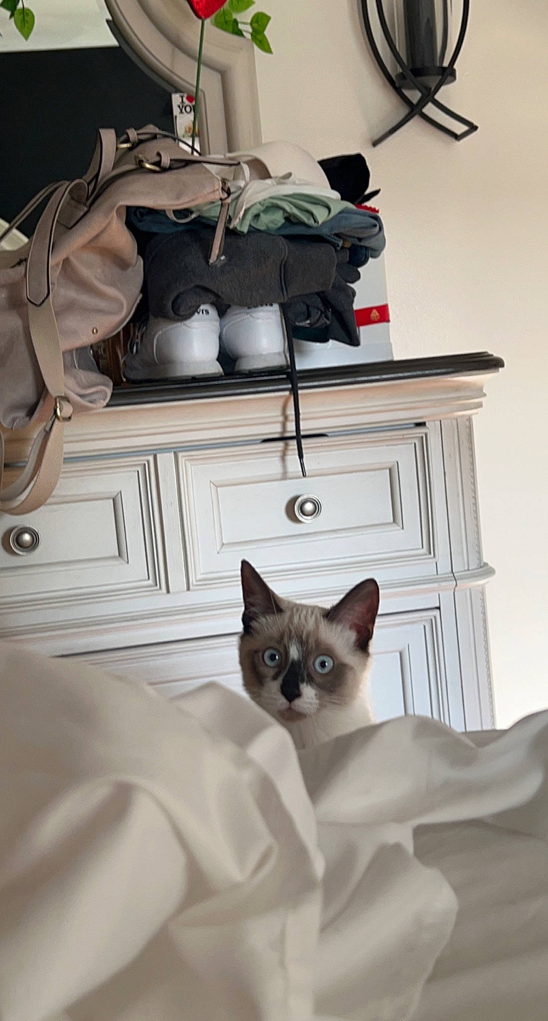 Fabio is registered to the contest to win money with this photo: black, cabinetry, carnivore, cat, fawn, felidae, flooring, fur, grey, house, linens, room, shelving, siamese, small_to_medium_sized_cats, thai, whiskers, white, window, wood