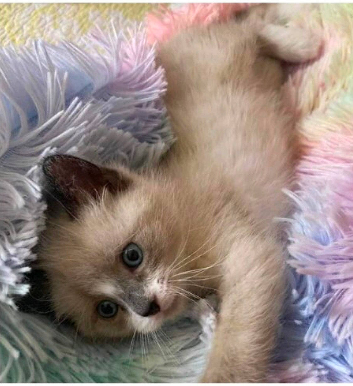 Fabio is registered to the contest to win money with this photo: balinese, carnivore, cat, claw, domestic_short_haired_cat, fawn, felidae, fur, paw, photo_caption, photography, siamese, small_to_medium_sized_cats, snout, tail, terrestrial_animal, thai, vertebrate, whiskers