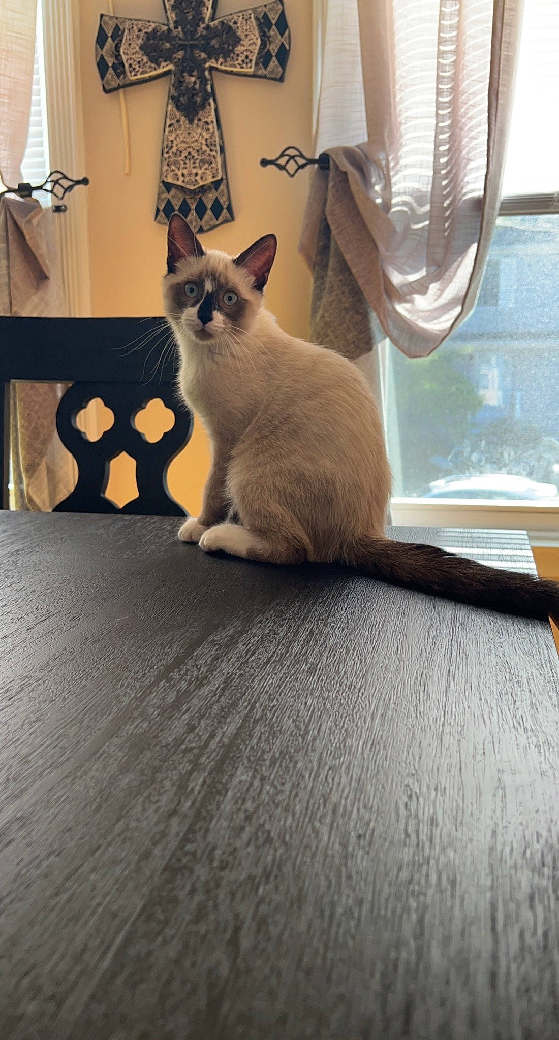 Fabio is registered to the contest to win money with this photo: carnivore, cat, comfort, curtain, domestic_short_haired_cat, fawn, felidae, floor, flooring, fur, grey, hardwood, room, siamese, small_to_medium_sized_cats, snout, tail, whiskers, window, wood