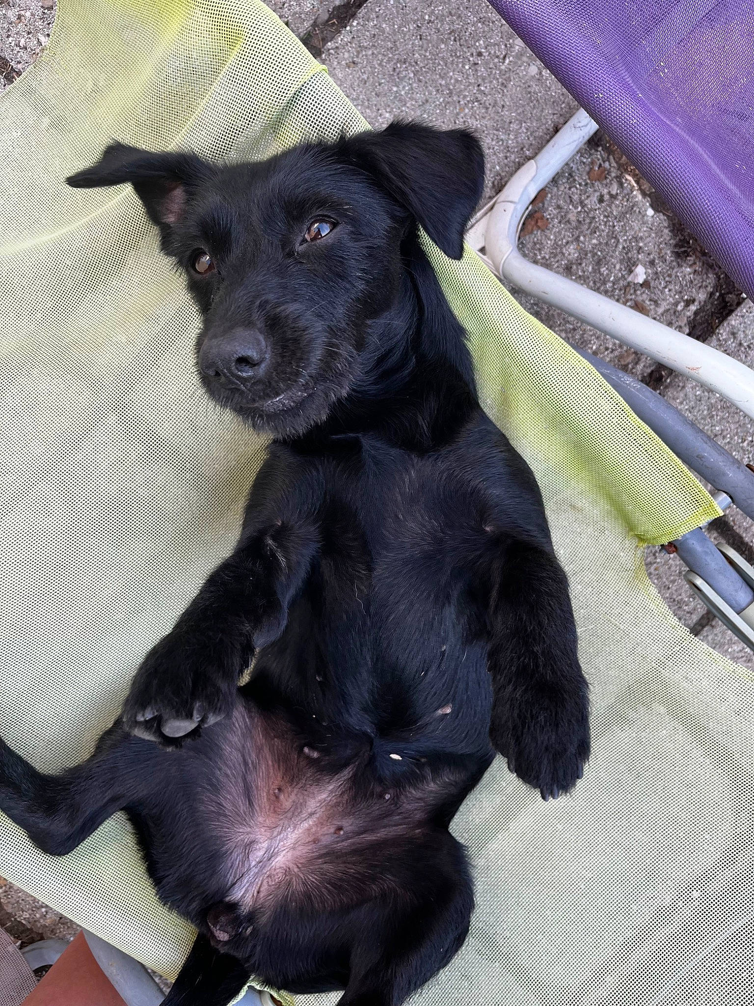 Raïka a rejoint le concours — aidez-le/la à gagner de superbes lots ! borador, carnivore, collar, companion_dog, dog, dog_breed, dog_collar, dog_supply, fawn, fur, guard_dog, hunting_dog, non_sporting_group, paw, pet_supply, sporting_group, toy_dog, whiskers, working_animal