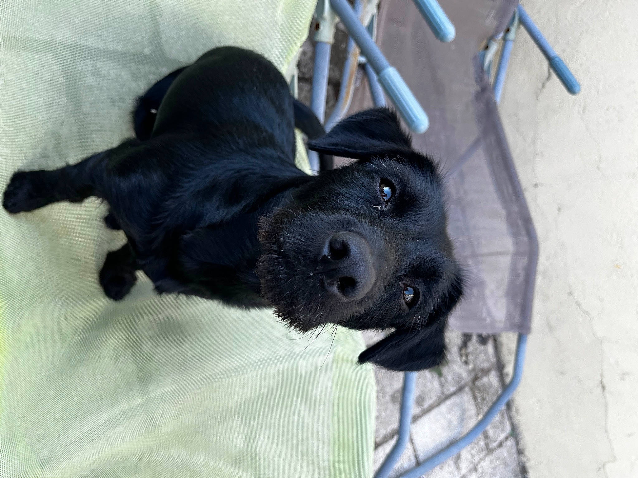 Raïka participe au concours pour gagner de l'argent avec cette photo : borador, canidae, carnivore, collar, companion_dog, dog, dog_breed, dog_collar, dog_supply, electric_blue, fur, non_sporting_group, pet_supply, puppy, sporting_group, tail, working_animal