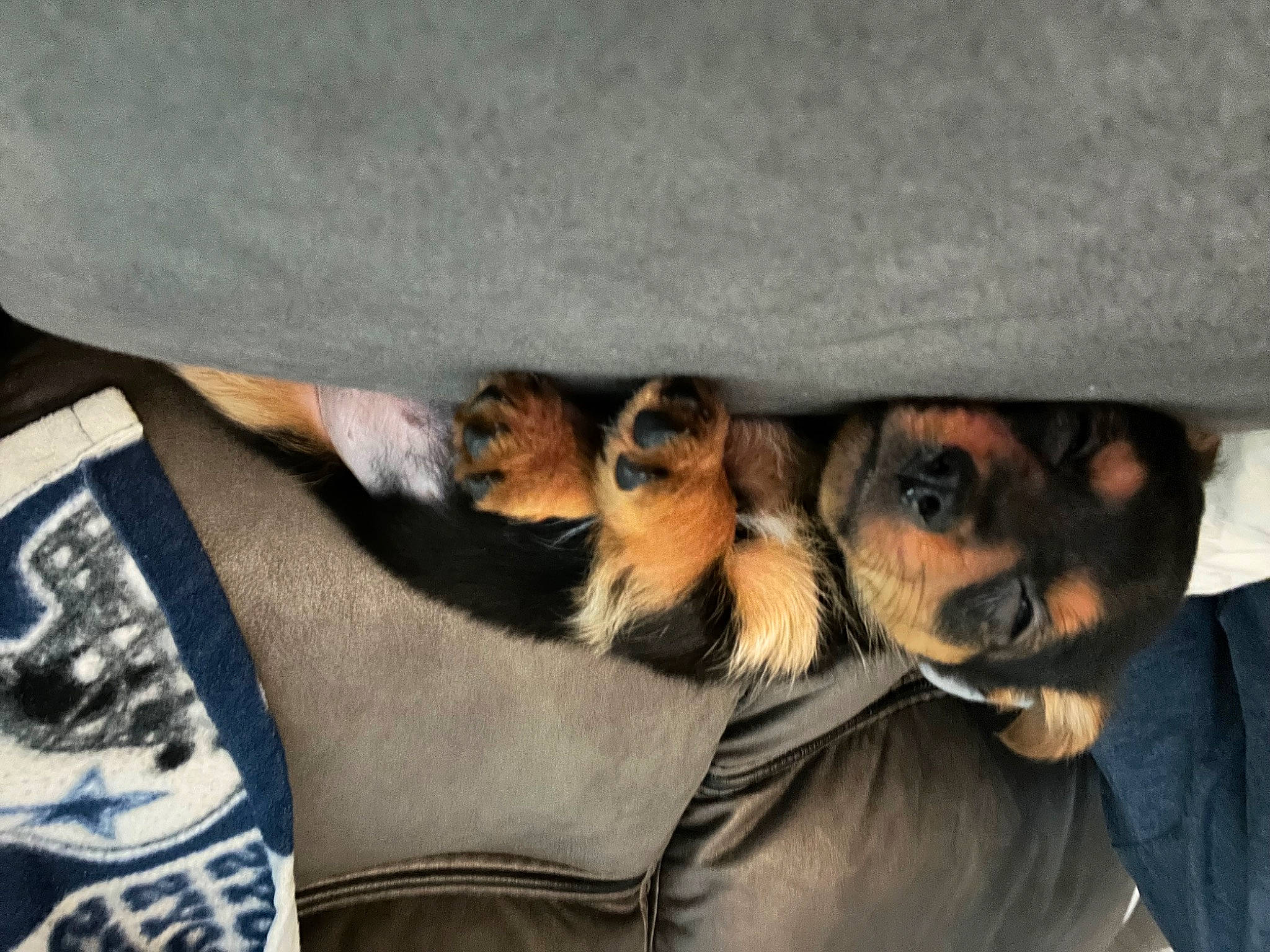 Cujo joined the competition — help win amazing prizes! canidae, carnivore, claw, comfort, companion_dog, dog, dog_breed, fawn, felidae, fur, linens, nap, paw, small_to_medium_sized_cats, sporting_group, tail, whiskers