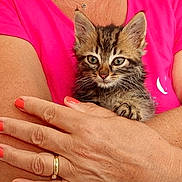Oreo a rejoint le concours — aidez-le/la à gagner de superbes lots ! kitten, cat, tabby, pet, animal, person, arms, hands, nail_polish, jewelry, ring, bracelet, pink_shirt, close_up, indoor, cute, furry, small, young, cozy