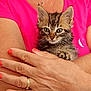 animal, arms, bracelet, cat, close_up, cozy, cute, furry, hands, indoor, jewelry, kitten, nail_polish, person, pet, pink_shirt, ring, small, tabby, young