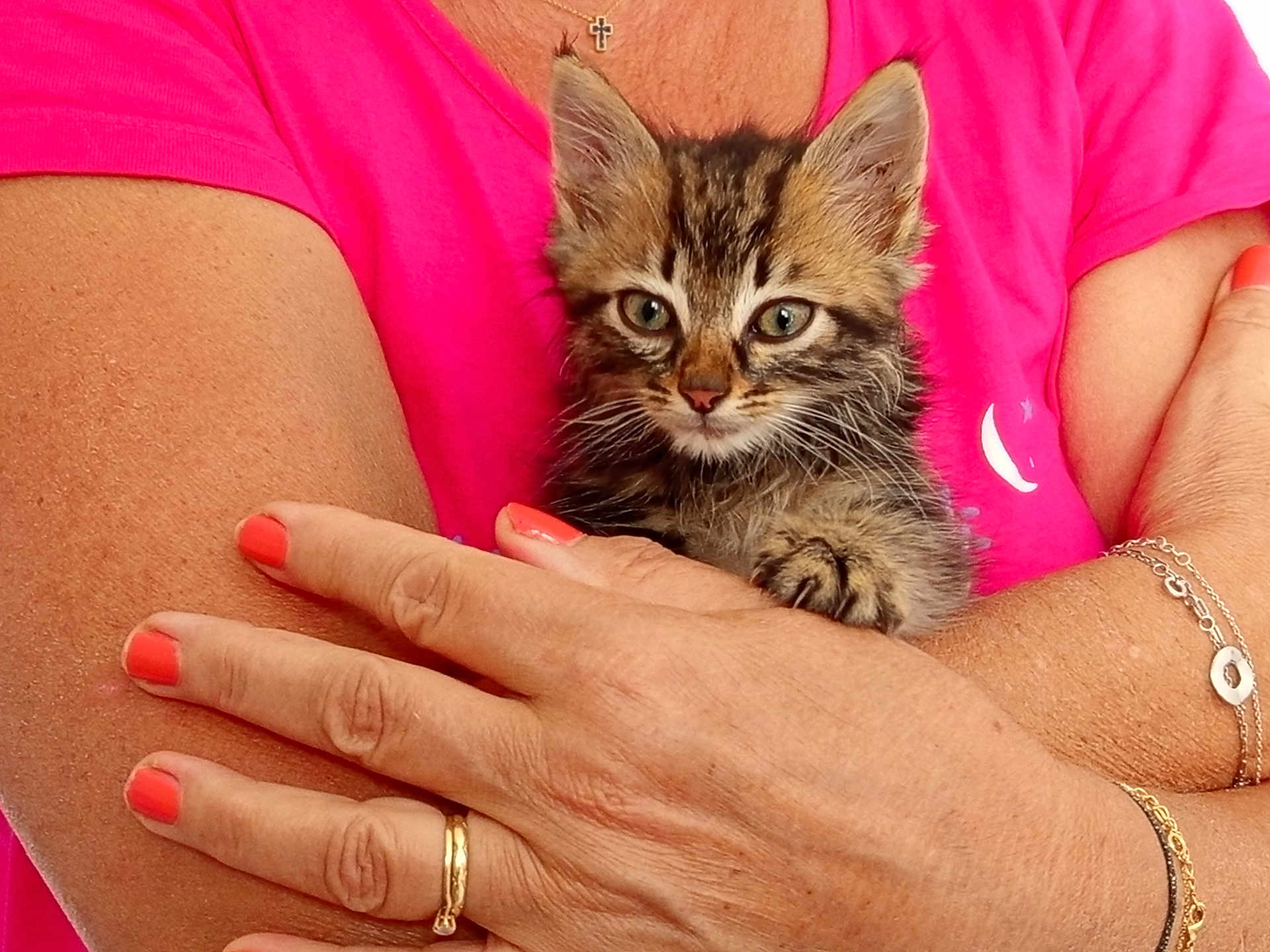 Oreo a rejoint le concours — aidez-le/la à gagner de superbes lots ! kitten, cat, tabby, pet, animal, person, arms, hands, nail_polish, jewelry, ring, bracelet, pink_shirt, close_up, indoor, cute, furry, small, young, cozy