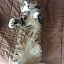 Mistigri a rejoint le concours — aidez-le/la à gagner de superbes lots ! american_curl, american_wirehair, carnivore, cat, domestic_long_haired_cat, domestic_short_haired_cat, dragon_li, european_shorthair, felidae, fur, kitten, maine_coon, mammal, norwegian_forest_cat, paw, polydactyl_cat, small_to_medium_sized_cats, tabby_cat, tail, whiskers