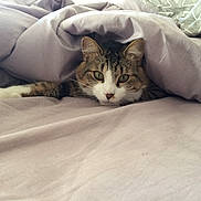 Mistigri a rejoint le concours — aidez-le/la à gagner de superbes lots ! aegean_cat, american_shorthair, bed, carnivore, cat, comfort, domestic_short_haired_cat, european_shorthair, eye, felidae, fur, furniture, kitten, linens, nap, nose, sleep, small_to_medium_sized_cats, tabby_cat, whiskers