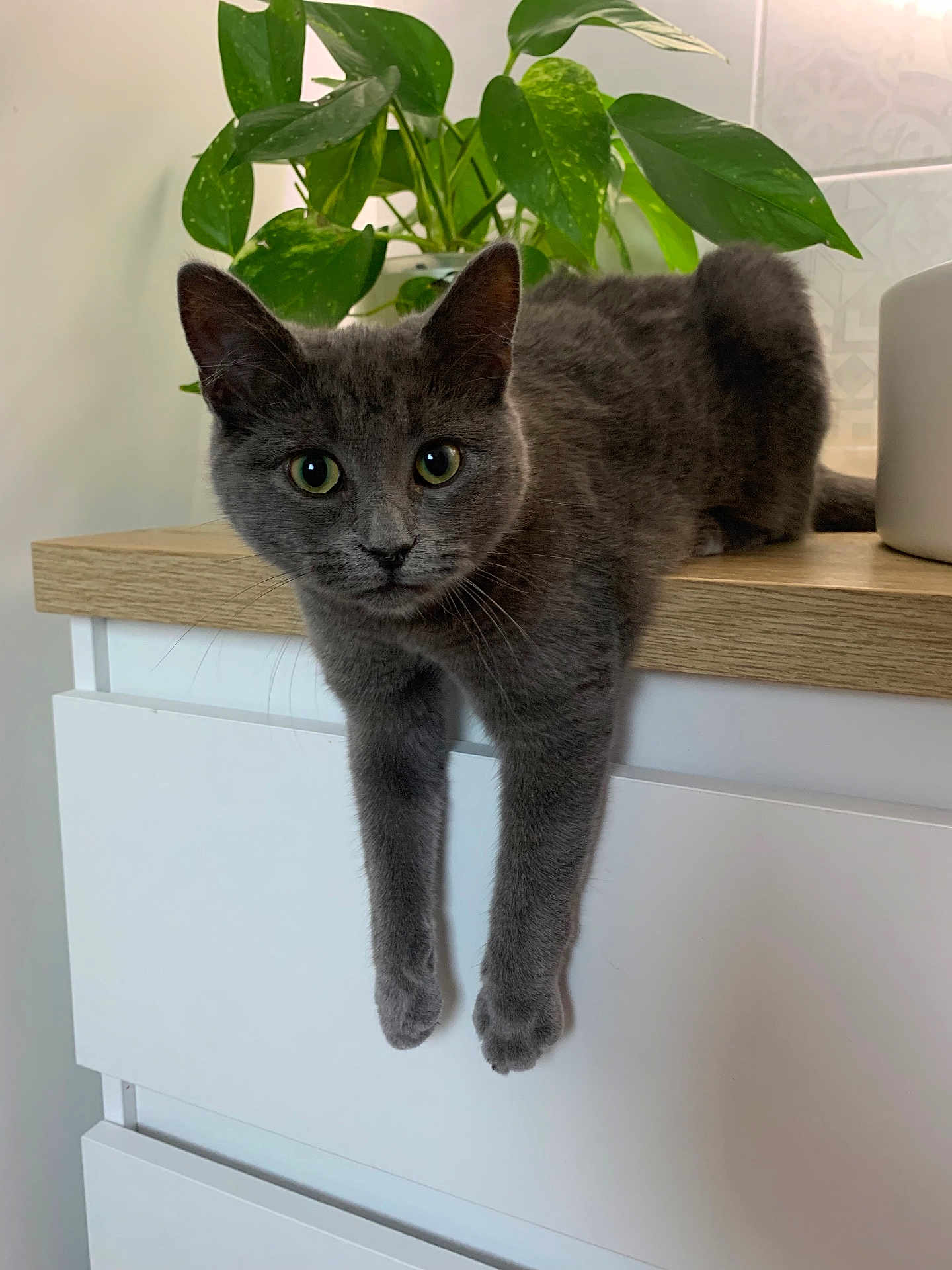 Yumi participe au concours pour gagner de l'argent avec cette photo : cat, gray_cat, pet, animal, indoor, furniture, countertop, houseplant, green_leaves, curious, relaxed, mammal, whiskers, domestic_cat, cute, portrait, looking_at_camera, fur, paws, home