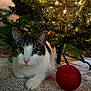 cat, christmas_tree, ornament, carpet, indoor, holiday, decorations, white_cat, black_and_white_cat, pet, animal, cute, festive, closeup, cozy, whiskers, paws, lights, greenery, relaxing
