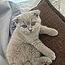 Perle a rejoint le concours — aidez-le/la à gagner de superbes lots ! abyssinian, angora, animal, armchair, blanket, cat, chair, couch, cushion, furniture, homedecor, kitten, linen, manx, pet, quilt, siamese