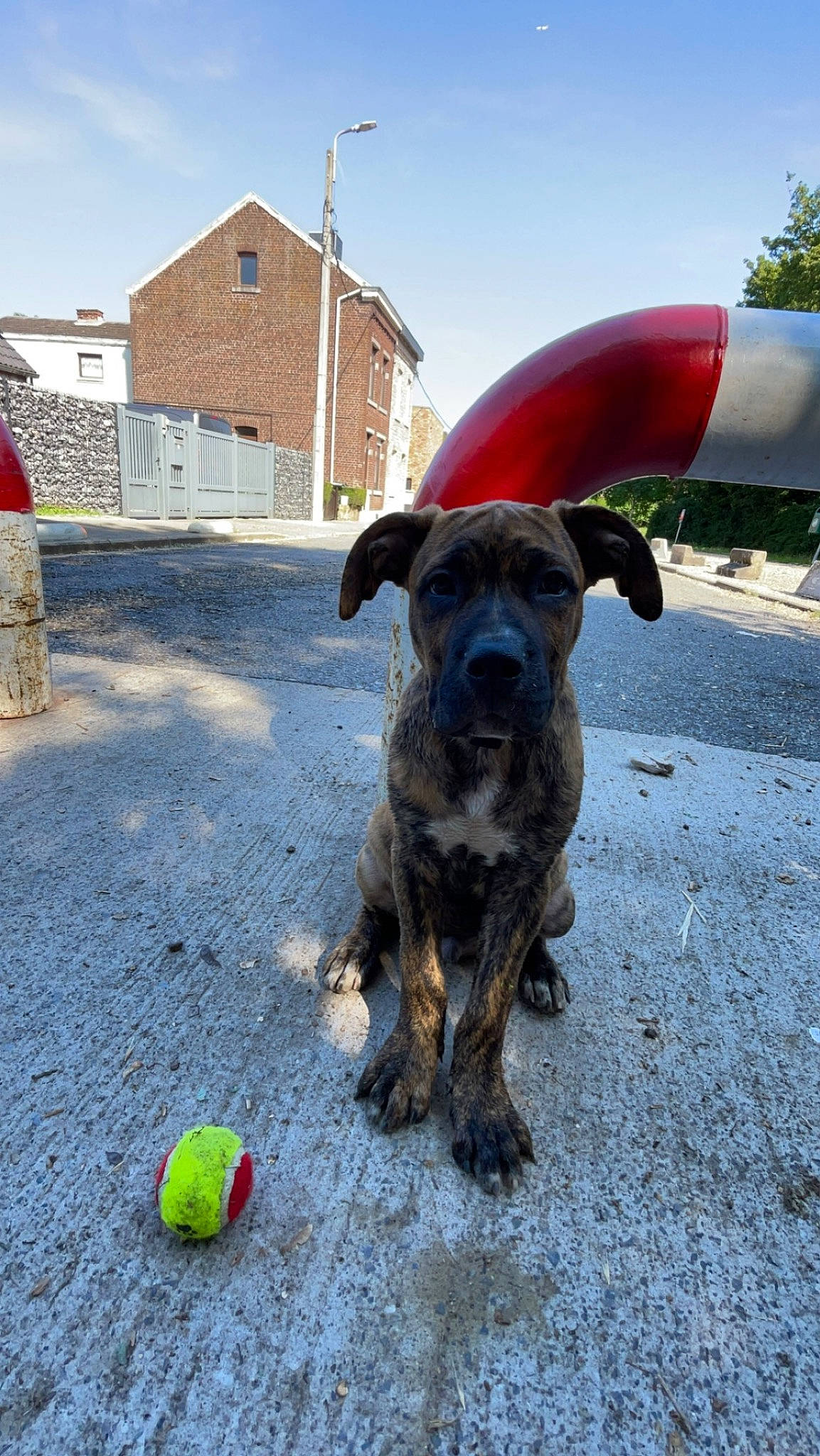 Aiko a rejoint le concours — aidez-le/la à gagner de superbes lots ! building, canidae, carnivore, collar, companion_dog, dog, dog_breed, dog_collar, dog_supply, fawn, house, pet_supply, sky, sporting_group, street_dog, tennis_ball, water, window, working_animal, working_dog