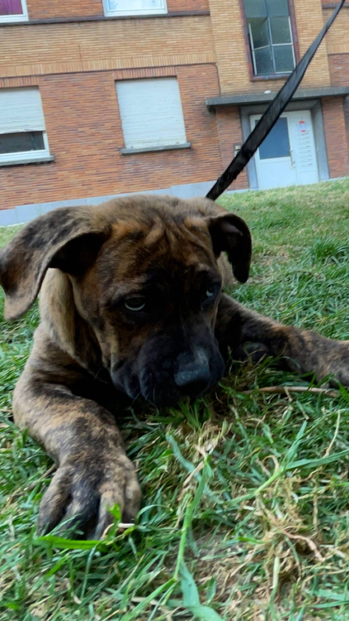 Aiko participe au concours pour gagner de l'argent avec cette photo : building, canidae, carnivore, companion_dog, dog, dog_breed, fawn, grass, guard_dog, house, molosser, plant, snout, sporting_group, terrestrial_animal, whiskers, window, working_animal, working_dog, wrinkle