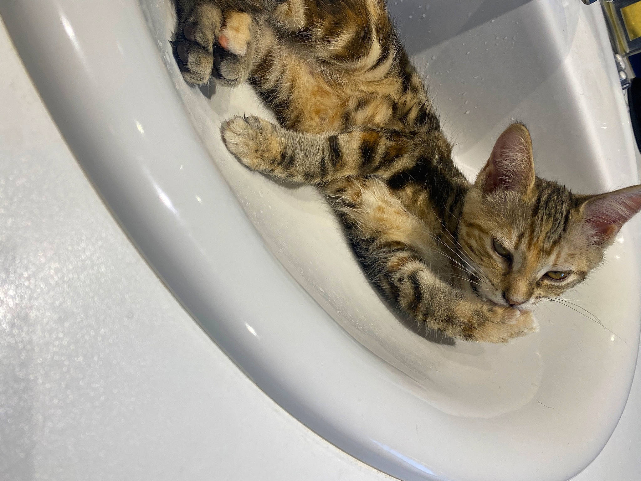 Quinoa a rejoint le concours — aidez-le/la à gagner de superbes lots ! bathroom, carnivore, cat, ceramic, domestic_short_haired_cat, felidae, fluid, fur, paw, pet_supply, plumbing, plumbing_fixture, small_to_medium_sized_cats, snout, tail, tap, terrestrial_animal, whiskers, wildlife, wood