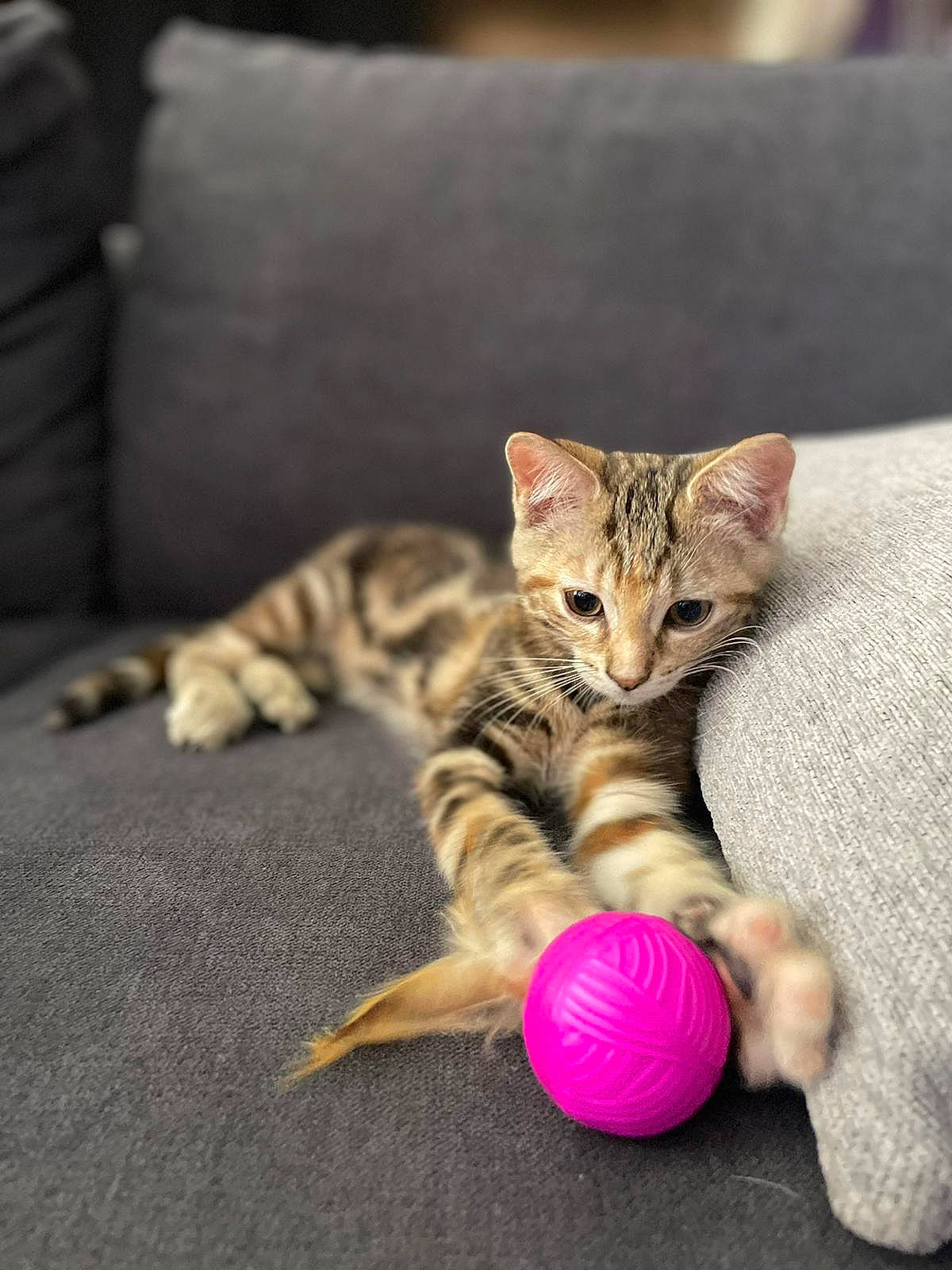 Quinoa participe au concours pour gagner de l'argent avec cette photo : carnivore, cat, cat_toy, claw, domestic_short_haired_cat, fawn, felidae, foot, fur, paw, pillow, sitting, small_to_medium_sized_cats, snout, tail, terrestrial_animal, toy, vertebrate, whiskers, wildlife