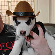 Milo is registered to the contest to win money with this photo: puppy, dog, husky, cowboy_hat, pet, animal, cute, indoor, person, hand, kitchen, fur, black_and_white, blue_eyes, young_dog, domestic_animal, portrait, holding, costume, hat