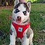 Milo joined the competition — help win amazing prizes! puppy, dog, husky, blue_eyes, red_harness, grass, outdoor, cute, tongue_out, pet, animal, young, sitting, fur, playful, nature, daylight, small, adorable, canine