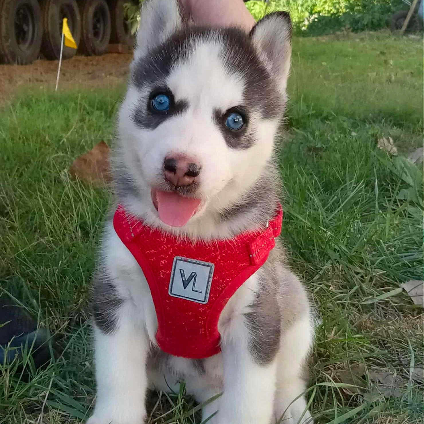 Milo joined the competition — help win amazing prizes! adorable, animal, blue_eyes, canine, cute, daylight, dog, fur, grass, husky, nature, outdoor, pet, playful, puppy, red_harness, sitting, small, tongue_out, young