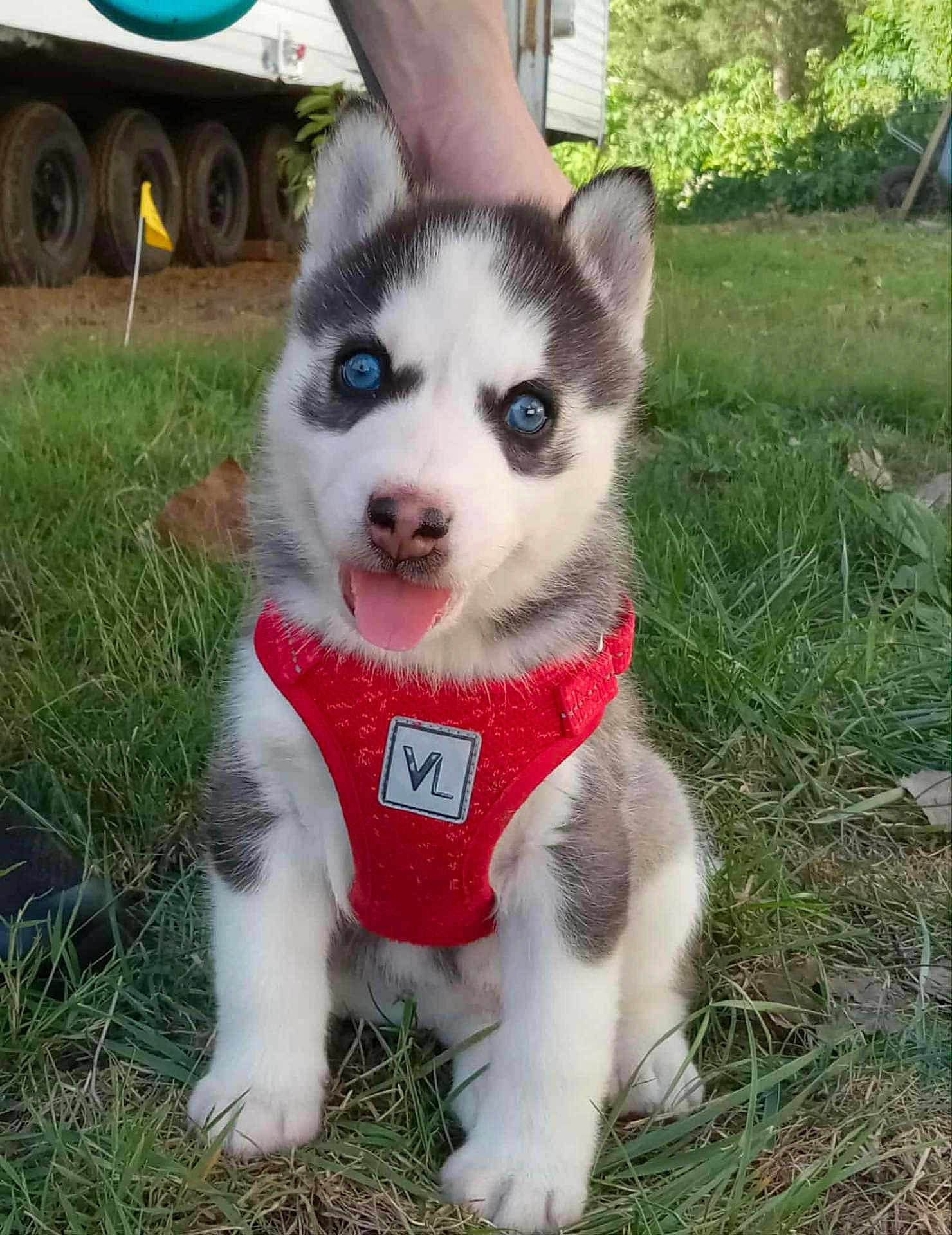 Milo joined the competition — help win amazing prizes! puppy, dog, husky, blue_eyes, red_harness, grass, outdoor, cute, tongue_out, pet, animal, young, sitting, fur, playful, nature, daylight, small, adorable, canine