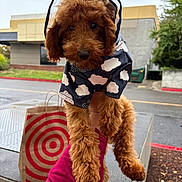 Mocha joined the competition — help win amazing prizes! dog, puppy, raincoat, cloud_pattern, brown_fur, curly_fur, outdoor, sidewalk, shopping_bag, target_bag, person_hand, magenta_sleeve, overcast, building, greenery, urban, cute, pet, rainy_day, holding