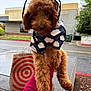 dog, puppy, raincoat, cloud_pattern, brown_fur, curly_fur, outdoor, sidewalk, shopping_bag, target_bag, person_hand, magenta_sleeve, overcast, building, greenery, urban, cute, pet, rainy_day, holding