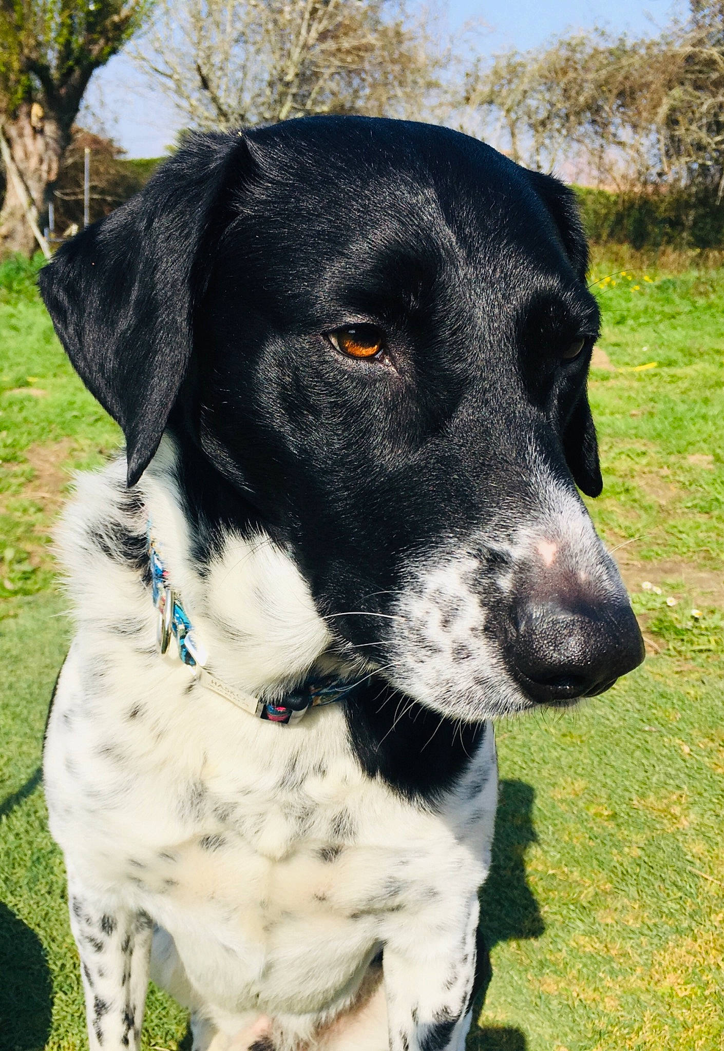 Hasko participe au concours pour gagner de l'argent avec cette photo : borador, canidae, carnivore, collar, companion_dog, dog, dog_breed, dog_collar, fur, grass, hunting_dog, plant, sky, snout, sporting_group, terrestrial_animal, tree, whiskers, working_animal, working_dog