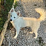 Balma participe au concours pour gagner de l'argent avec cette photo : alert, animal, blue_eyes, curled_tail, cute, dog, fluffy_fur, garden, gravel, house, long_tail, nature, outdoor, pebble_path, pointed_ears, portrait, puppy, standing, sunlight, white_dog