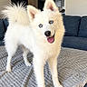 dog, white_dog, fluffy, blue_eyes, pointed_ears, curled_tail, open_mouth, happy, standing, portrait, pet, canine, fur, indoors, living_room, sofa, blanket, kitchen, home, photography