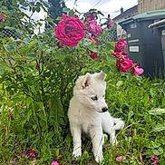 Balma participe au concours pour gagner de l'argent avec cette photo : backyard, blue_eyes, cloudy_sky, dog, flower_garden, garden, grass, leaves, nature, outdoor, pet, pink_flowers, plants, portrait, puppy, roses, sitting, trash_bins, white_fur, young_dog