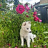 backyard, blue_eyes, cloudy_sky, dog, flower_garden, garden, grass, leaves, nature, outdoor, pet, pink_flowers, plants, portrait, puppy, roses, sitting, trash_bins, white_fur, young_dog