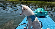 Balma a rejoint le concours — aidez-le/la à gagner de superbes lots ! adventure, blue_sky, dog, fluffy, forest, harness, lake, life_jacket, nature, outdoor, paddleboard, puppy, reflection, sitting, stand_up_paddleboard, sunny, trees, water, wet_fur, white_dog