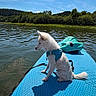 adventure, blue_sky, dog, fluffy, forest, harness, lake, life_jacket, nature, outdoor, paddleboard, puppy, reflection, sitting, stand_up_paddleboard, sunny, trees, water, wet_fur, white_dog