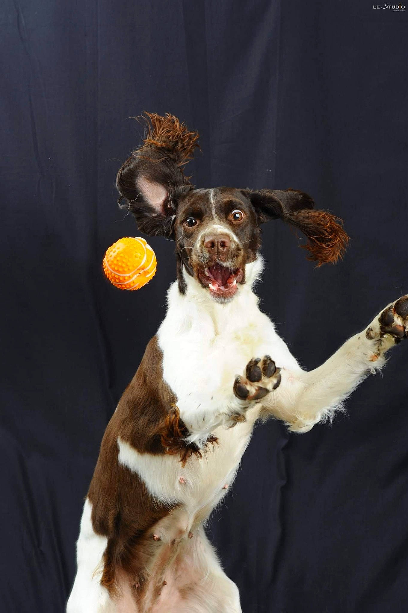 Milka participe au concours pour gagner de l'argent avec cette photo : ancient_dog_breeds, canidae, carnivore, collar, companion_dog, dog, dog_breed, dog_collar, fawn, fur, leash, non_sporting_group, paw, puppy, snout, sporting_group, tail, whiskers, working_animal, working_dog