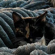Kira joined the competition — help win amazing prizes! cat, tortoiseshell_cat, sleeping, cozy, blanket, fleece, bed, indoors, closeup, pet, whiskers, ears, fur, black_fur, orange_fur, white_fur, relaxed, cute, soft_texture, photography